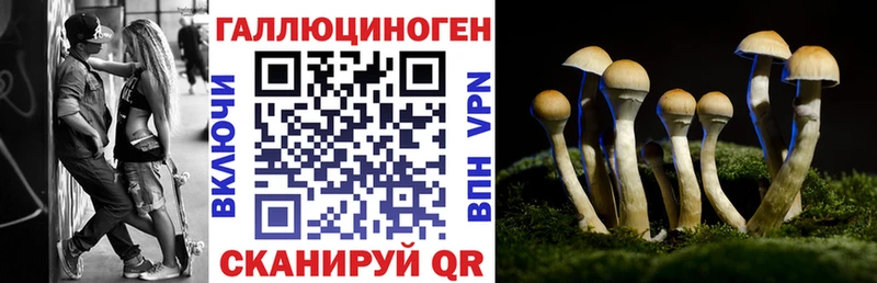 Псилоцибиновые грибы Magic Shrooms  Купить где  Камбарка 